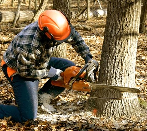 Tree Removal in Gamaliel, AR